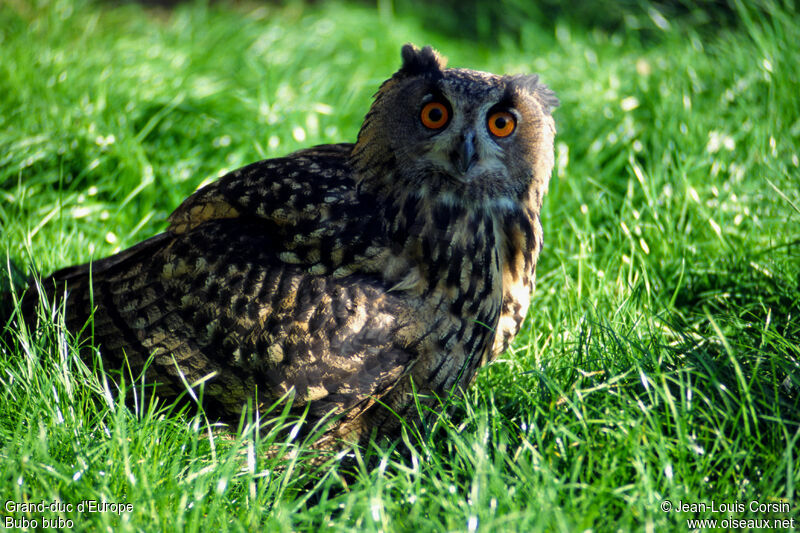 Eurasian Eagle-Owl