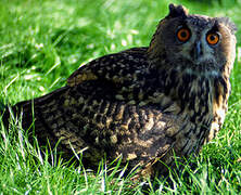 Eurasian Eagle-Owl