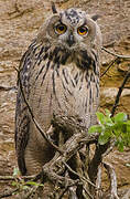 Eurasian Eagle-Owl