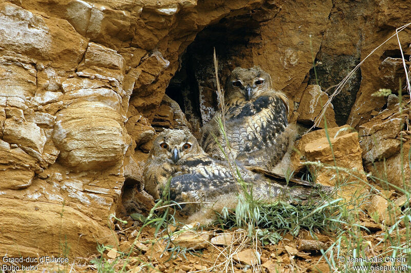 Eurasian Eagle-Owl