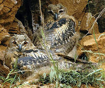 Eurasian Eagle-Owl