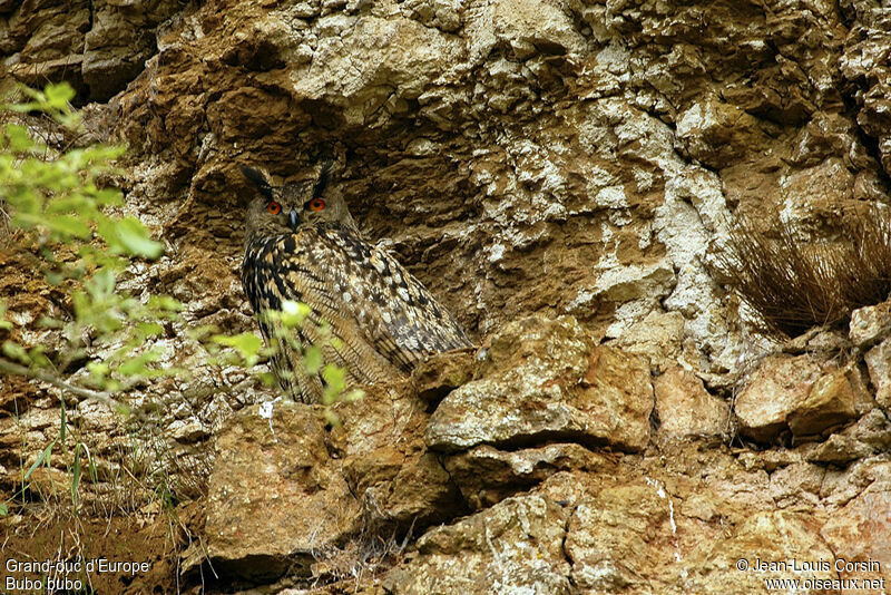 Eurasian Eagle-Owl