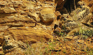 Eurasian Eagle-Owl