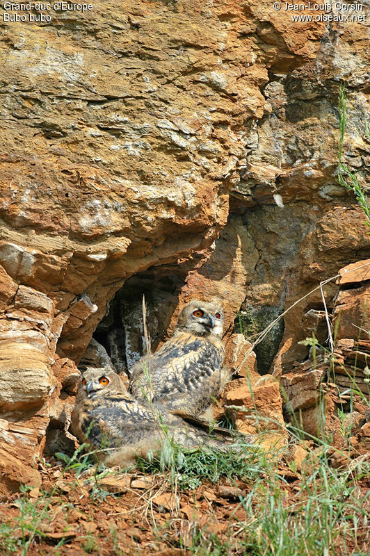 Eurasian Eagle-Owl