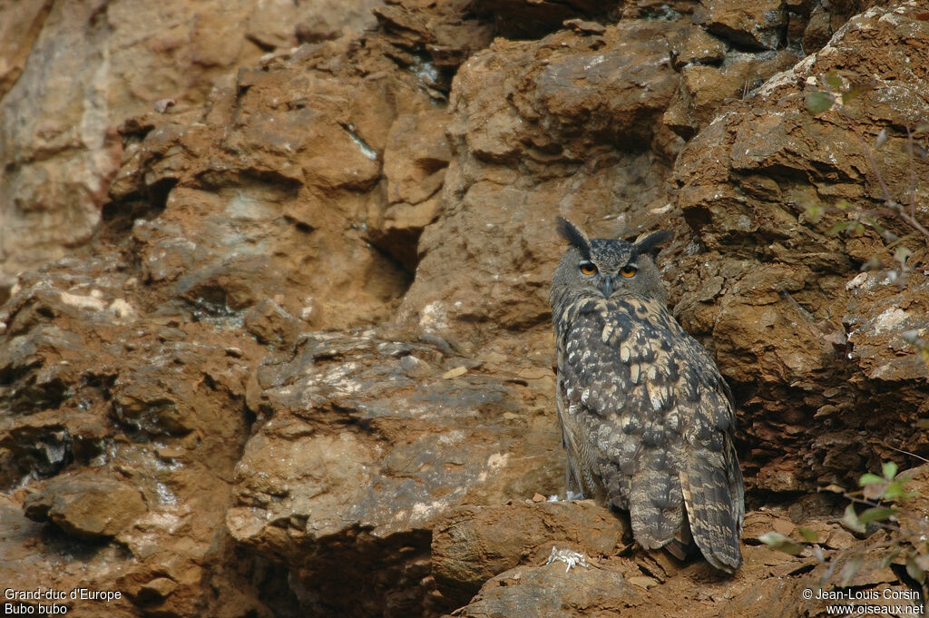 Eurasian Eagle-Owl