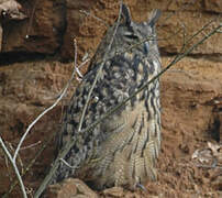 Eurasian Eagle-Owl