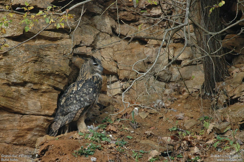 Eurasian Eagle-Owl