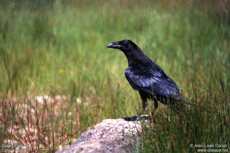 Northern Raven