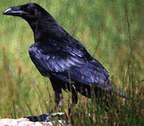 Northern Raven