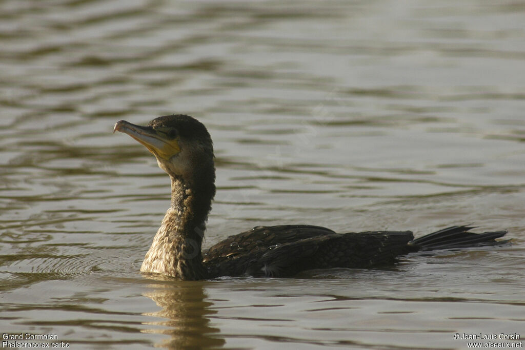 Great Cormorant