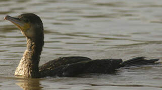 Great Cormorant