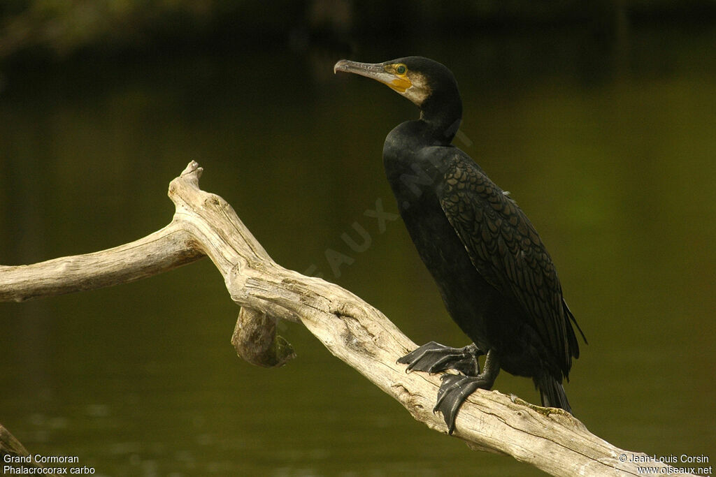 Great Cormorant