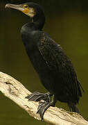 Great Cormorant