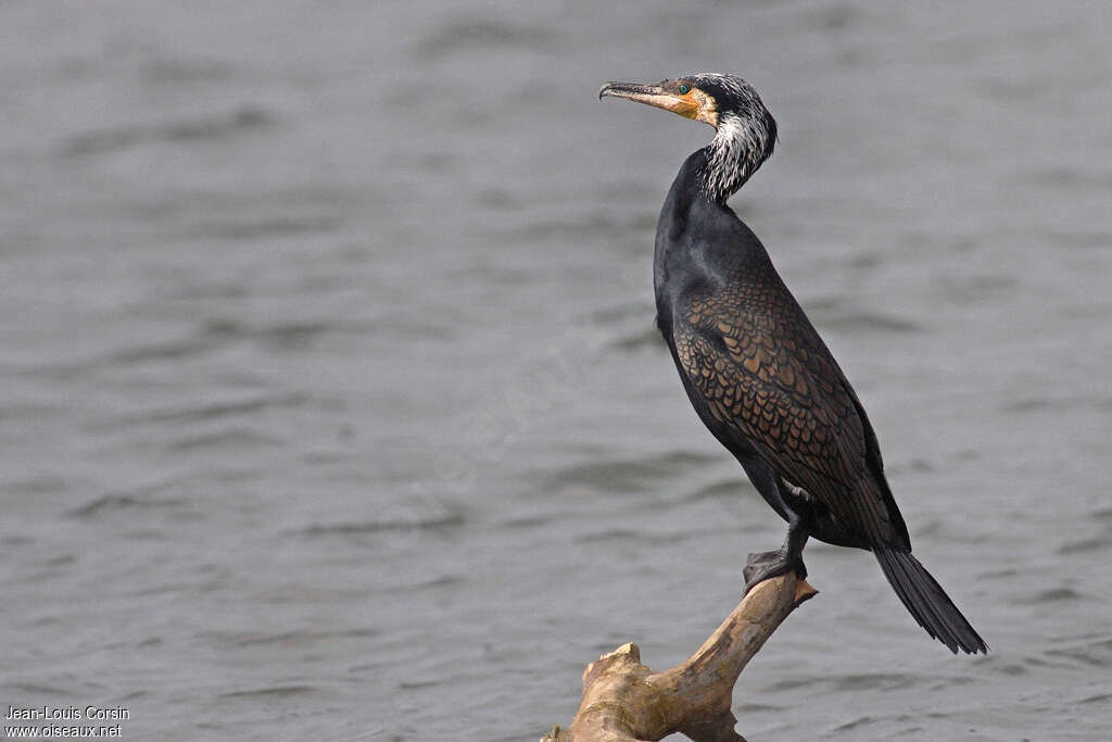 Great Cormorantadult, identification