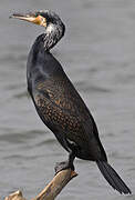 Great Cormorant