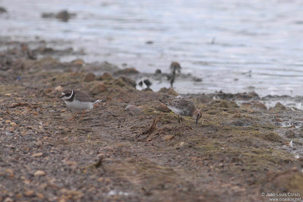 Common Ringed Plover