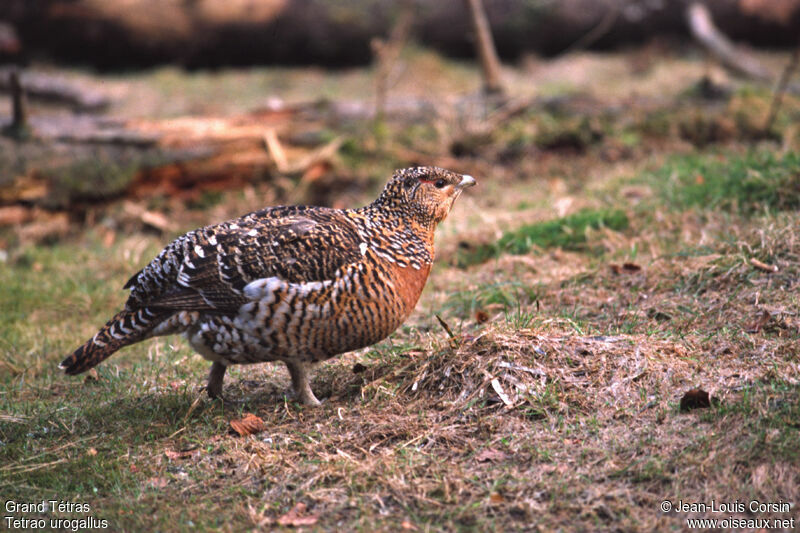 Western Capercaillie female adult