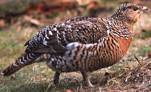 Western Capercaillie