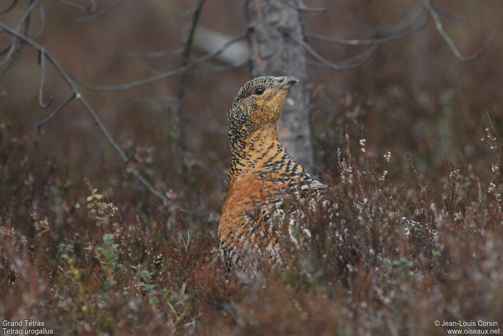 Western Capercaillie female