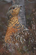 Western Capercaillie