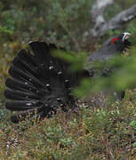 Western Capercaillie