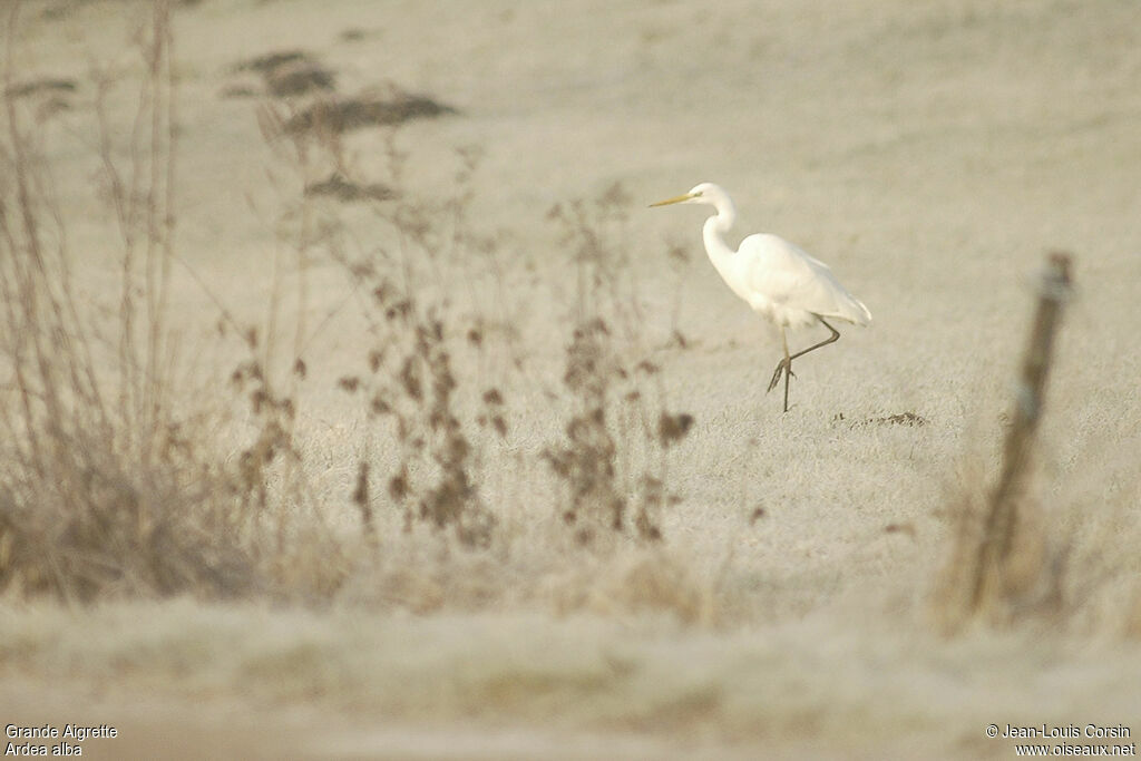 Grande Aigrette