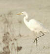 Grande Aigrette