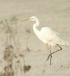 Grande Aigrette