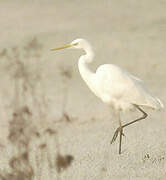 Grande Aigrette