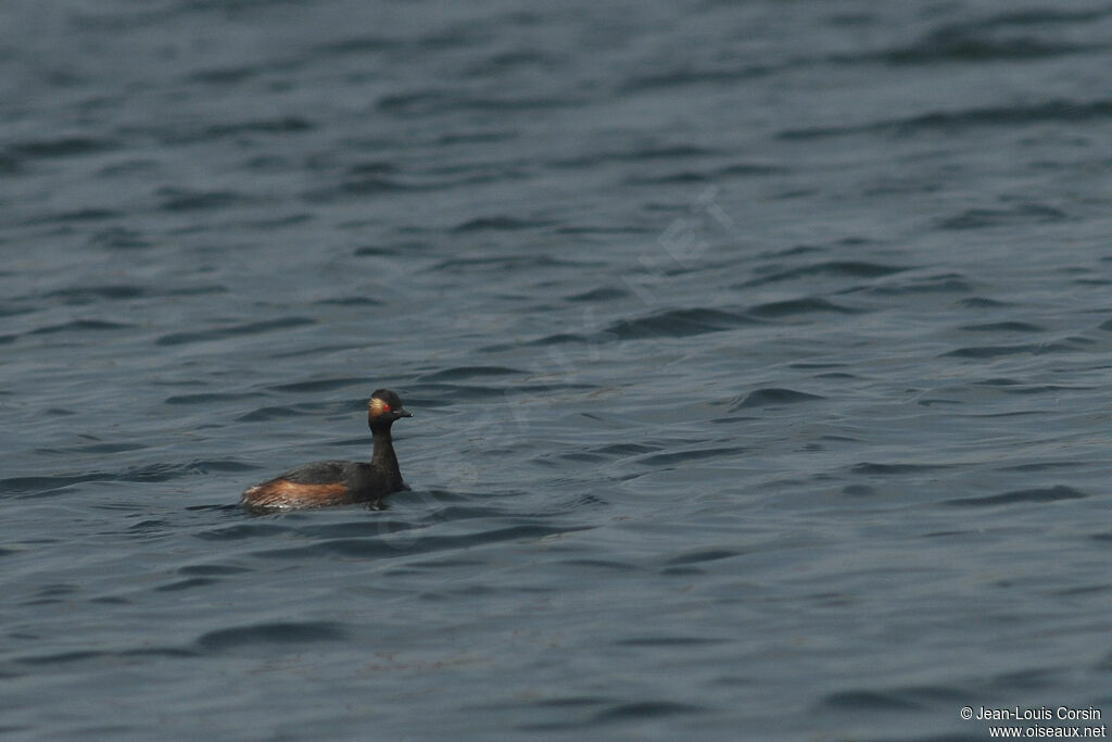 Black-necked Grebe