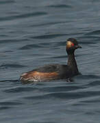 Black-necked Grebe