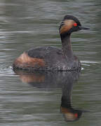 Black-necked Grebe