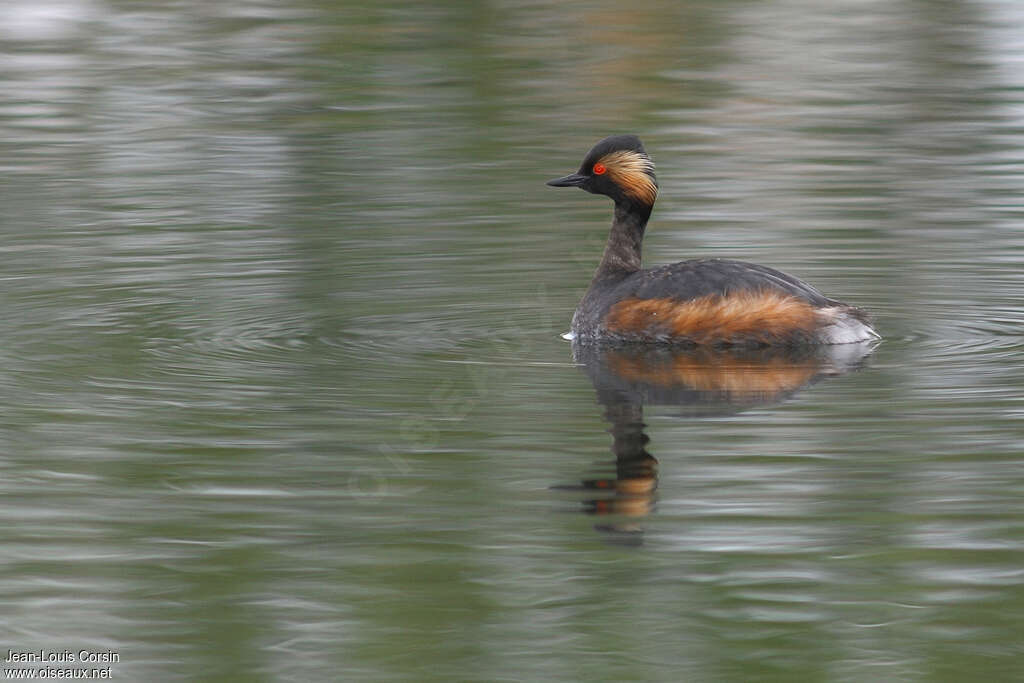 Black-necked Grebeadult breeding, identification