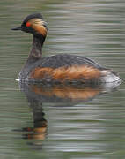 Black-necked Grebe