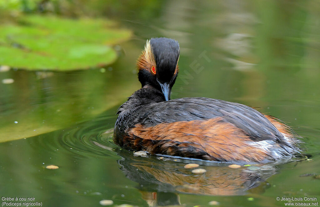 Black-necked Grebeadult