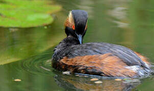 Black-necked Grebe