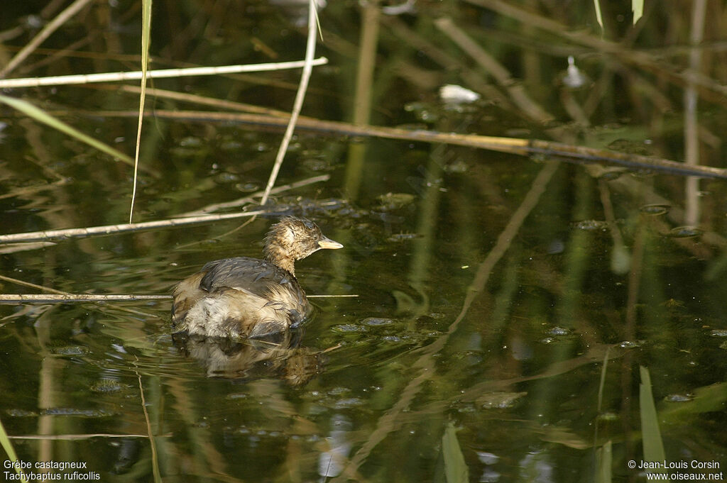 Little Grebe