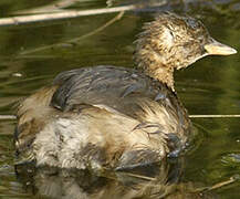 Little Grebe