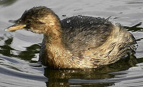 Little Grebe