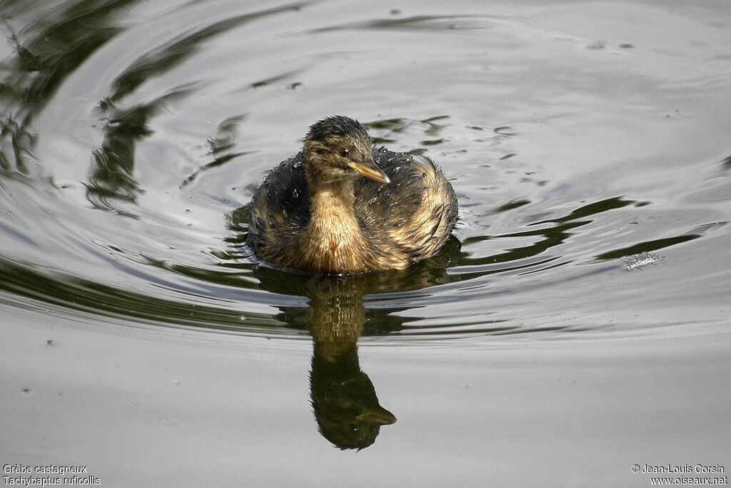 Little Grebe