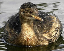 Little Grebe