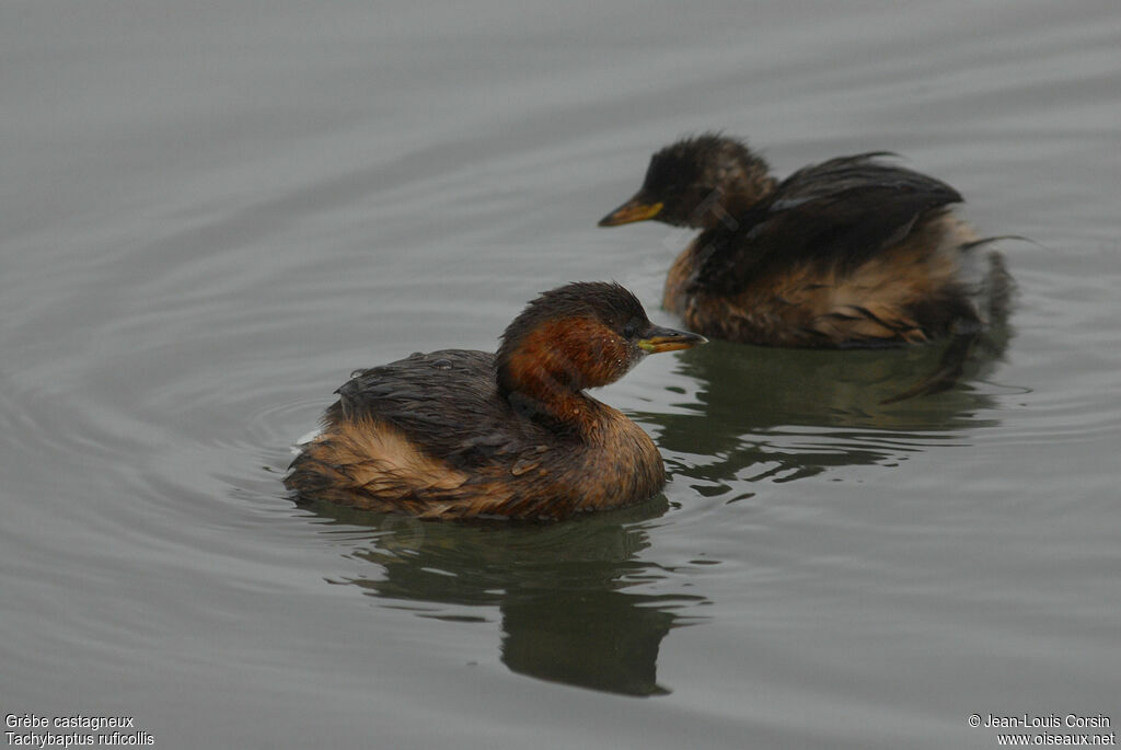 Little Grebe