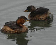 Little Grebe