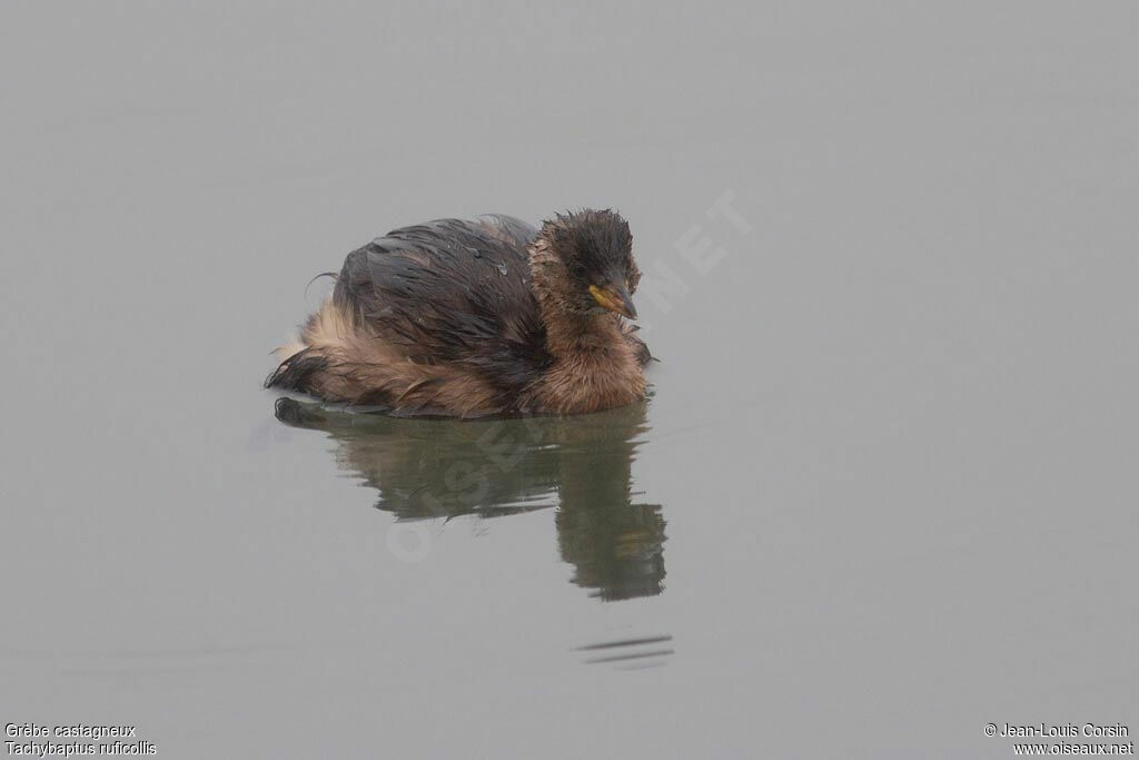 Little Grebe