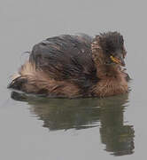 Little Grebe