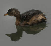 Little Grebe