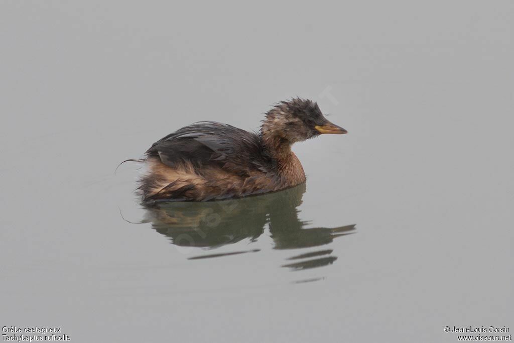 Little Grebe