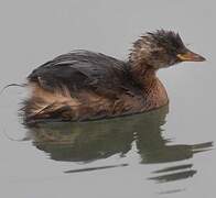 Little Grebe