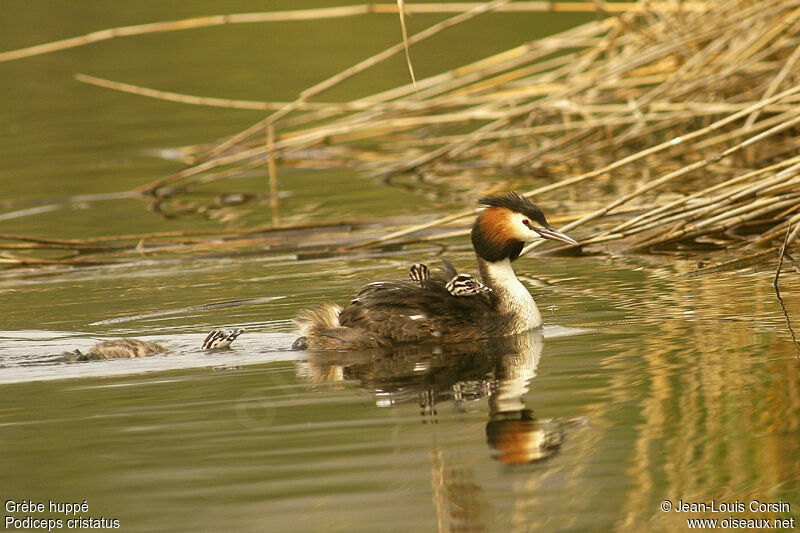 Great Crested Grebe