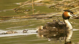 Great Crested Grebe